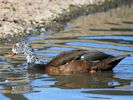 White-Winged Duck (WWT Slimbridge May 2015) - pic by Nigel Key